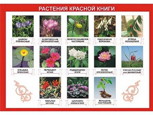 Таблица демонстрационная "Растения Красной книги" (винил 70*100) - fgospostavki.ru - Москва