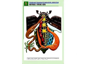 Рельефная таблица "Внутреннее строение жука" (формат А1, матовое ламинирование) - fgospostavki.ru - Москва