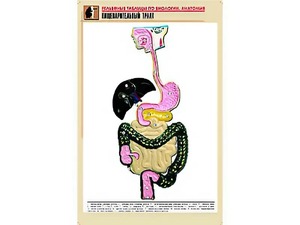 Рельефная таблица "Пищеварительный тракт" (формат А1, матовое ламинирование) - fgospostavki.ru - Москва