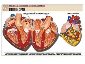 Рельефная таблица "Строение сердца" (формат А1, матовое ламинирование) - fgospostavki.ru - Москва