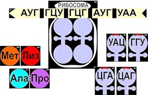 Модель-аппликация "Биосинтез белка" (ламинированная) - fgospostavki.ru - Москва