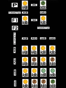 Модель-аппликация "Дигибридное скрещивание" (ламинированная) - fgospostavki.ru - Москва