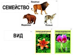 Модель-аппликация "Классификация растений и животных" (ламинированная) - fgospostavki.ru - Москва