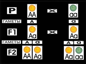 Модель-аппликация "Моногибридное скрещивание" (ламинированная) - fgospostavki.ru - Москва