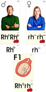 Модель-аппликация "Наследование резус-фактора" (ламинированная) - fgospostavki.ru - Москва