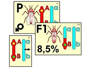 Модель-аппликация "Перекрест хромосом" (ламинированная) - fgospostavki.ru - Москва