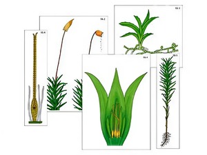 Модель-аппликация "Размножение мха" (ламинированная) - fgospostavki.ru - Москва
