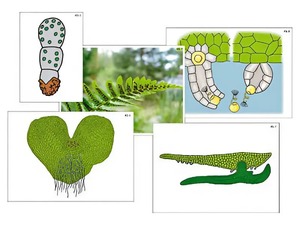 Модель-аппликация "Размножение папоротника" (ламинированная) - fgospostavki.ru - Москва