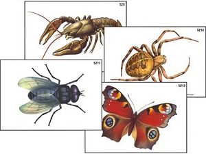 Модель-аппликация "Разнообразие беспозвоночных" (ламинированная) - fgospostavki.ru - Москва