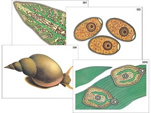 Модель-аппликация "Циклы развития печеночного сосальщика и бычьего цепня" (ламинированная) - fgospostavki.ru - Москва