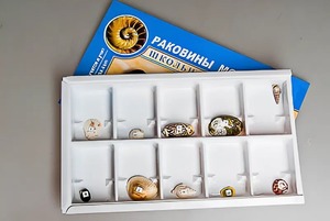Коллекция "Раковины моллюсков" - fgospostavki.ru - Москва