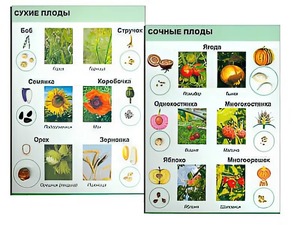 Коллекция "Семена и плоды" - fgospostavki.ru - Москва