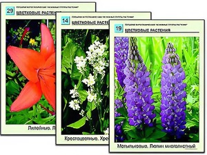 Гербарий фотографический "Основные группы растений" - fgospostavki.ru - Москва