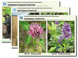 Гербарий фотографический "Сельскохозяйственные растения России" - fgospostavki.ru - Москва