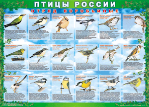 Комплект таблиц "Птицы России (4 листа)" (100х140 сантиметров, винил) - fgospostavki.ru - Москва