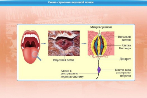 Интерактивные курсы. Биология 10 класс. Расширенный. - fgospostavki.ru - Москва