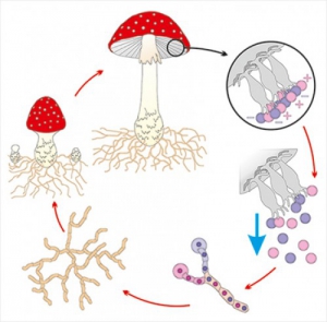 Модель-аппликация Размножение шляпочного гриба - fgospostavki.ru - Москва