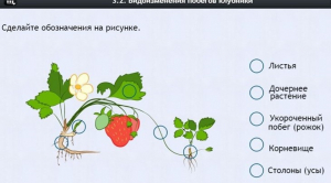 Интерактивные курсы. Биология 7 класс. Расширенный. - fgospostavki.ru - Москва