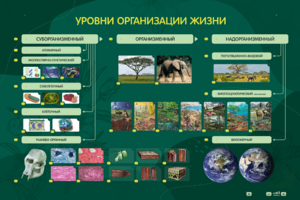 Электрифицированный стенд "Уровни организации жизни" - fgospostavki.ru - Москва