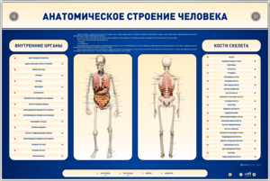 Электрифицированный стенд-тренажер c макетом скелета "Анатомическое строение человека" - fgospostavki.ru - Москва