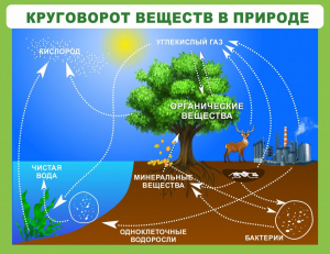 Стенд "Круговорот веществ" - fgospostavki.ru - Москва