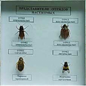 Коллекция энтомологическая "Представители отряда насекомых" - fgospostavki.ru - Москва