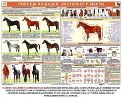 Комплект плакатов "Служебное коневодство" - fgospostavki.ru - Москва