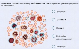 Интерактивные курсы. Биология 11 класс. Расширенный. - fgospostavki.ru - Москва