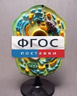 Модель "Клетка растения" - fgospostavki.ru - Москва