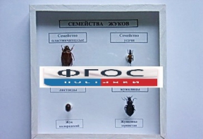 Коллекция "Семейство жуков" - fgospostavki.ru - Москва