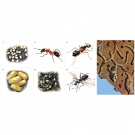 Модель-аппликация Муравьи. Устройство муравейника - fgospostavki.ru - Москва