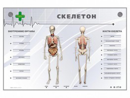 Электрифицированный стенд-тренажер "Скелетон" - fgospostavki.ru - Москва