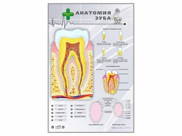 Электрифицированный стенд "Анатомия зуба" - fgospostavki.ru - Москва