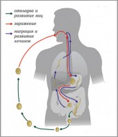 Модель-аппликация Цикл развития аскариды - fgospostavki.ru - Москва