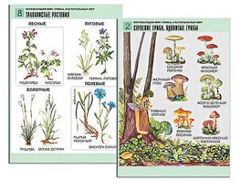 Комплект таблиц "Окружающий мир. Грибы. Растительный мир" (12 таблиц, А1, ламинированные) - fgospostavki.ru - Москва