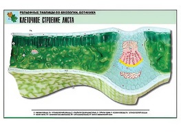 Рельефная таблица "Клеточное строение листа" (формат А1, матовое ламинирование) - fgospostavki.ru - Москва