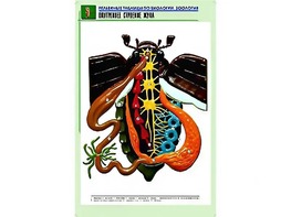 Рельефная таблица "Внутреннее строение жука" (формат А1, матовое ламинирование) - fgospostavki.ru - Москва