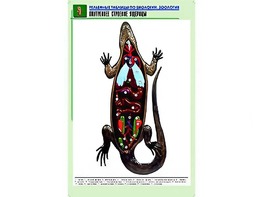 Рельефная таблица "Внутреннее строение ящерицы" (формат А1, матовое ламинирование) - fgospostavki.ru - Москва