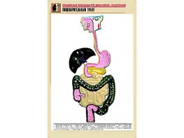 Рельефная таблица "Пищеварительный тракт" (формат А1, матовое ламинирование) - fgospostavki.ru - Москва