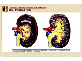 Рельефная таблица "Почка. Фронтальный разрез" (формат А1, матовое ламинирование) - fgospostavki.ru - Москва