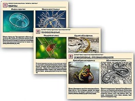 Комплект таблиц раздаточных "Ядовитые животные" - fgospostavki.ru - Москва