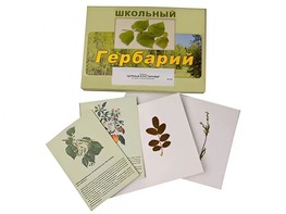 Гербарий "Деревья и кустарники" (22 вида, с иллюстрациями) - fgospostavki.ru - Москва