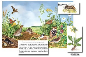 Магнитный плакат-аппликация "Луг: биоразнообразие и взаимосвязи в сообществе" - fgospostavki.ru - Москва