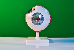 Модель глаза - fgospostavki.ru - Москва