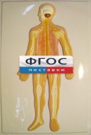 Модель барельефная "Нервная система человека" - fgospostavki.ru - Москва
