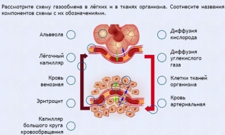 Интерактивные курсы. Биология 9 класс. Расширенный. - fgospostavki.ru - Москва