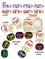 Модель-аппликация Биосинтез белка - fgospostavki.ru - Москва