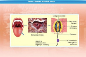 Интерактивные курсы. Биология 10 класс. Базовый. - fgospostavki.ru - Москва