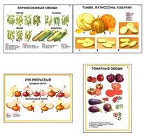 Плакаты ПРОФТЕХ "Ассортимент овощных культур" (12 пл, винил, 70х100) - fgospostavki.ru - Москва