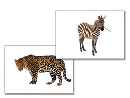 Дидактическое пособие "Дикие животные" - fgospostavki.ru - Москва